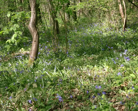 PXL061 Jacinthes des bois