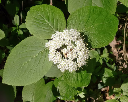 PXL062 Viorne mancienne en fleur