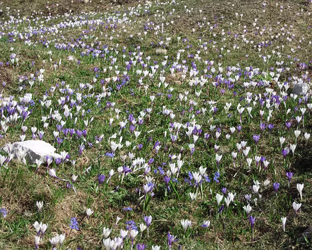PXL008 On n'ose pas marcher sur ce tapis de crocus (mais il y en a partout, où que l'on soit)