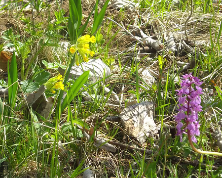 PXL058 d'autres prennent de petites fleurs