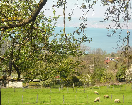 PXL067 Ces braves moutons ignorent qu'ils ont échappé à un grand danger...