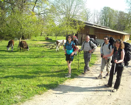 PXL070 Les vaches que nous avons vainement cherchées dans les pâturages d'alpage!