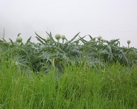 PXL026 La terre promise des artichauds !