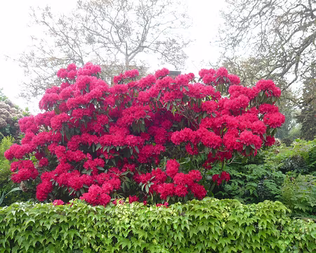 PXL027z947 Azalée heureux