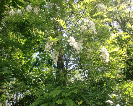 PXL025 Grappes de fleurs d'acacias : pour Joëlle