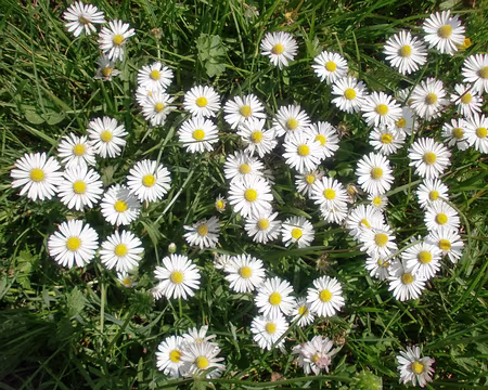 PXL026 Etoiles de terre