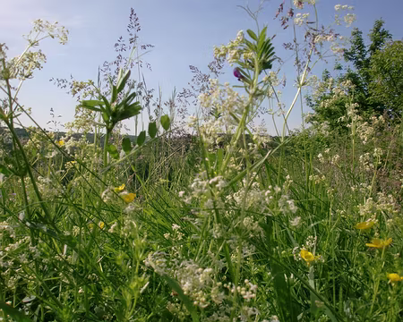 PXL062 Liberté des fleurs de talus