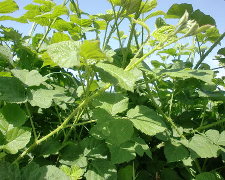 PXL066 Quelques ronces nouvelles