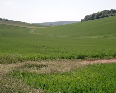 PXL067 Au loin, la forêt d'Othe