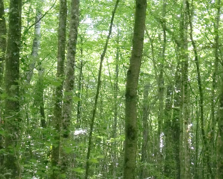 PXL070 Un peu de vert