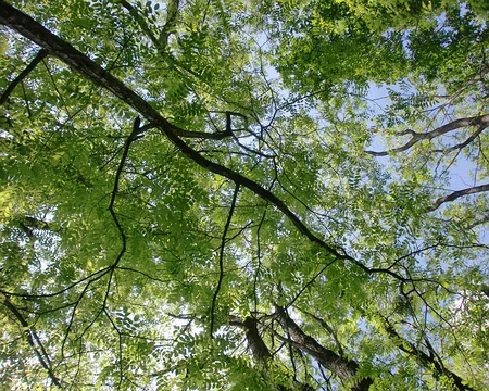 PXL072 sous les arbres et le ciel bleu.
