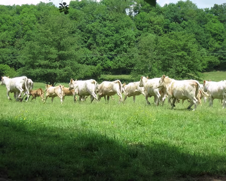 PXL005 Charolaises affolées