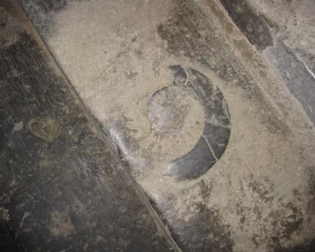 PXL027 ...en pierre bleue incrustée d'ammonites