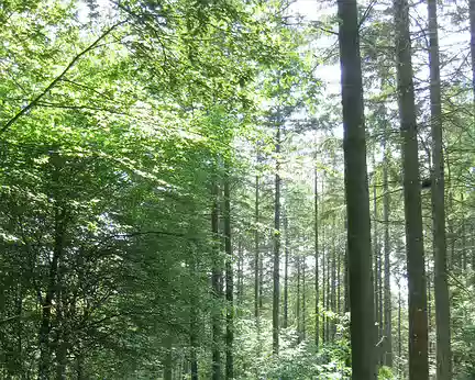 PXL043 Forêt de Montreuillon
