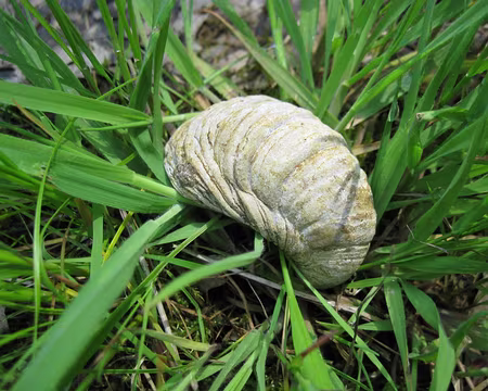 PXL045 Moule fossilisée