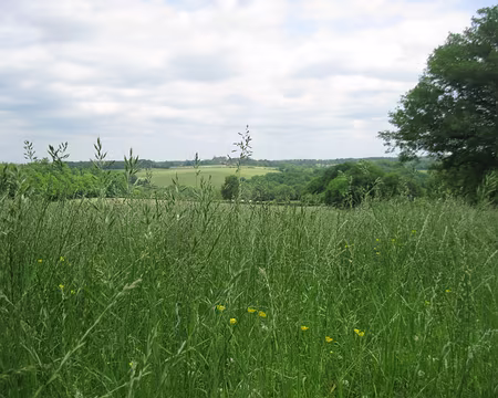 PXL048 Campagne morvandelle bien verte