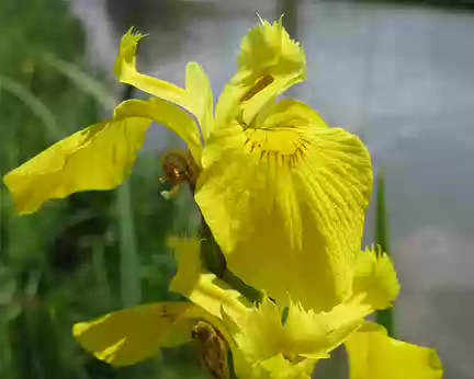 PXL055 Iris des marais le long du canal du Nivernais