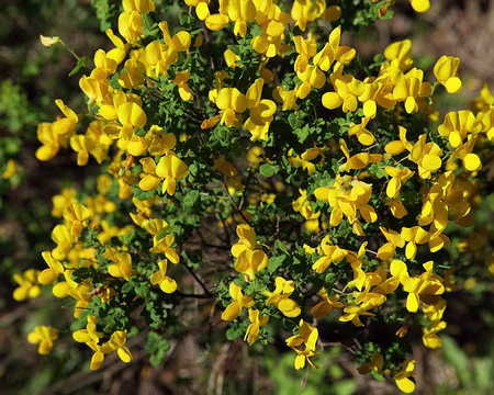 IMG_5290 Cytise de Sauze (Cytisus sauzeanus Burnat & Briq.)
