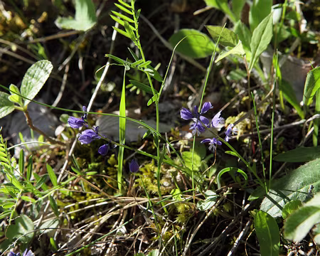 IMG_5307 Polygale du calcaire (Polygala calcarea F.W.Schultz)