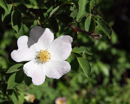 IMG_5308 Rosier des Haies (Rosa agrestis Savi)