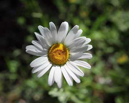 IMG_5312 Grande marguerite (Leucanthemum vulgare Lam., 1779)