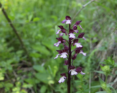 IMG_5314 Orchis pourpre (Orchis purpurea Huds.)
