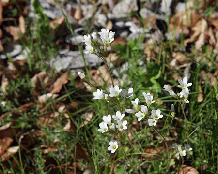 IMG_5331 Saxifrage granulé (Saxifraga granulata L., 1753)