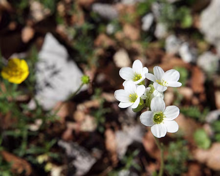 IMG_5335 Saxifrage granulé (Saxifraga granulata L., 1753)