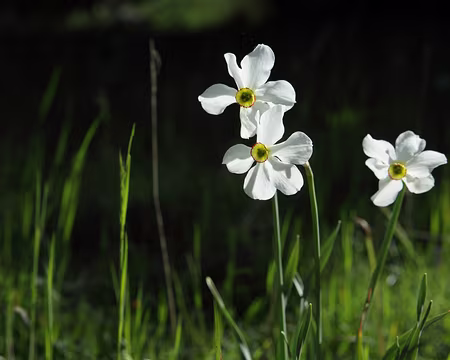 IMG_5344 Narcisse des poètes (Narcissus poeticus L., 1753)