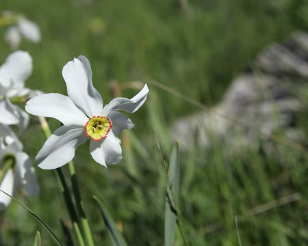 IMG_5349 Narcisse des poètes (Narcissus poeticus L., 1753)