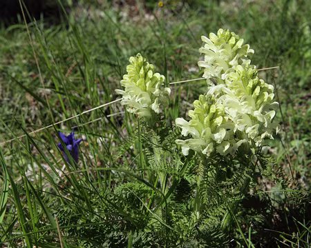 IMG_5355 Pédiculaire à toupets (Pedicularis comosa L., 1753)