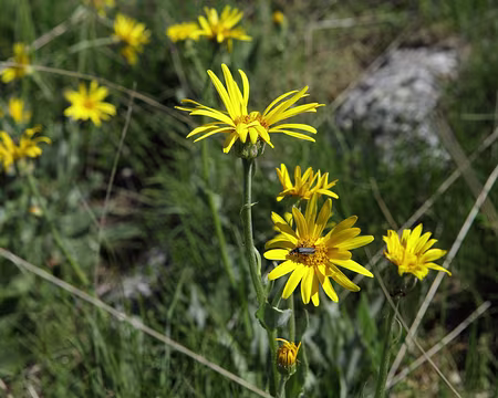IMG_5391 Séneçon de Provence (Senecio provincialis (L.) Druce)
