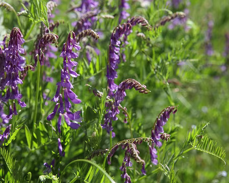 IMG_5408 Vesce à feuilles étroites (Vicia tenuifolia Roth subsp. tenuifolia)