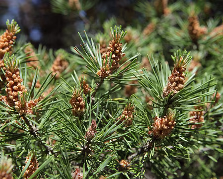 IMG_5415 Pin sylvestre (Pinus sylvestris L., 1753)