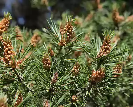 IMG_5415 Pin sylvestre (Pinus sylvestris L., 1753)