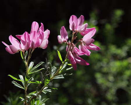 IMG_5416 Bugrane buissonante (Ononis fruticosa L., 1753)