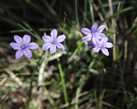 IMG_5423 Aphyllante de Montpellier, ou Bragalou (Aphyllanthes monspeliensis L.)
