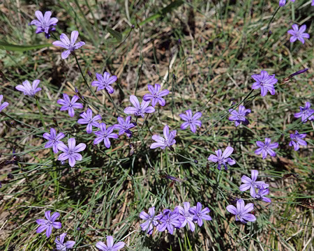 IMG_5429 Aphyllante de Montpellier, ou Bragalou (Aphyllanthes monspeliensis L.)