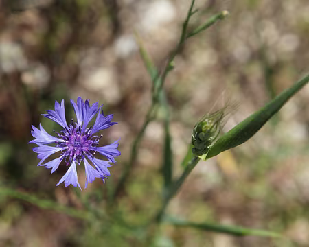 IMG_5436 Bleuet (Cyanus segetum Hill, 1762)