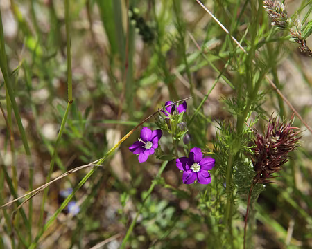 IMG_5439 Miroir de Vénus (Legousia speculum-veneris (L.) Chaix, 1785)