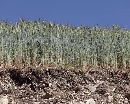 IMG_5443 Champ de blé, vue en coupe