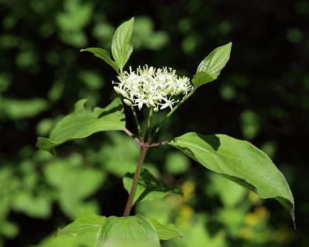 IMG_5472 Cornouiller sanguin (Cornus sanguinea L., 1753)