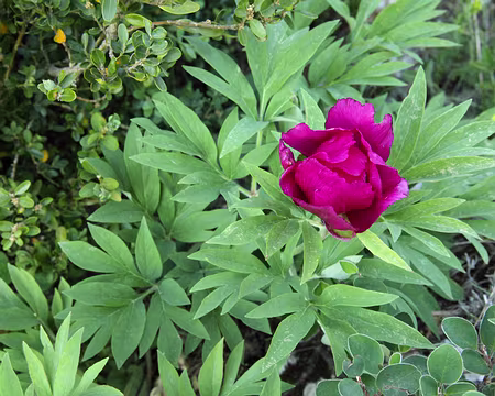IMG_5551 Pivoine (Paeonia officinalis subsp. huthii Soldano, 1993)