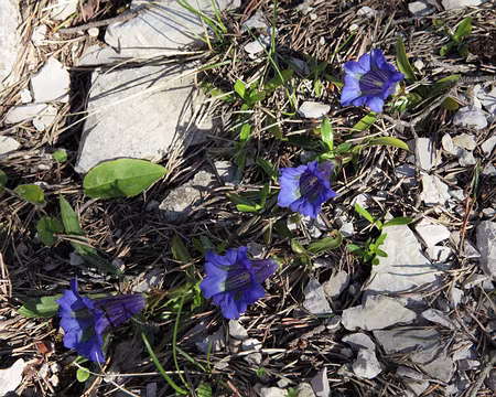 IMG_5563 Gentiane à feuilles étroites (Gentiana angustifolia Vill.)