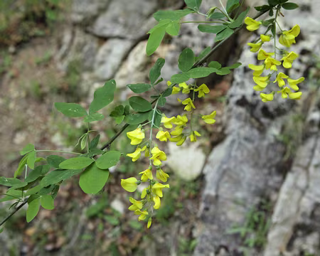 IMG_5573 Cytise aubour (Laburnum anagyroides Medik.)