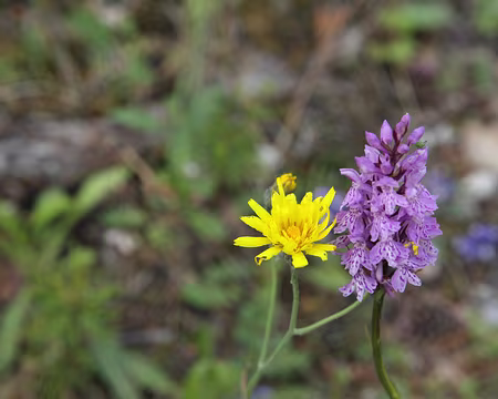 IMG_5603 Crépis et Orchis de Fuchs (Dactylorhiza fuchsii (Druce) Soó, 1962)