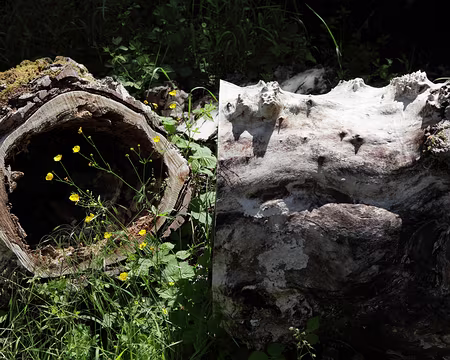 IMG_5620 Vieux tronc, vue en coupe et profil