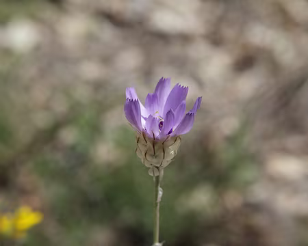 IMG_5627 Catananche bleue (Catananche caerulea L.)