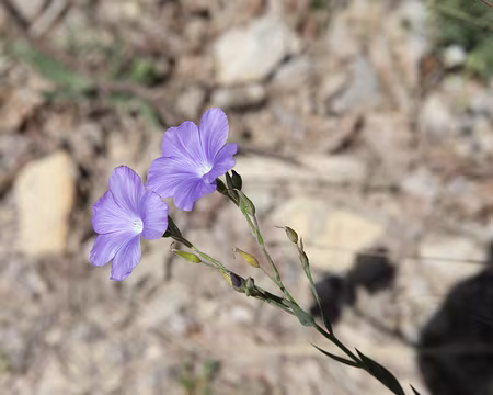 IMG_5629 Lin de Narbonne (Linum narbonense L., 1753)