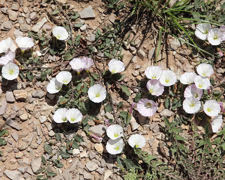 IMG_5647 Liseron blanc (Calystegia sepium (L.) R.Br., 1810)